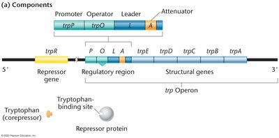 trp operon structure and regulatory regions