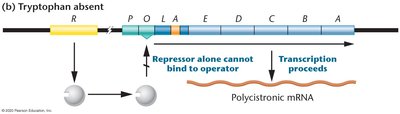 trp operon: tryptophan absent, transcription proceeds