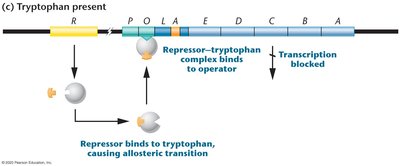 trp operon: tryptophan present, transcription blocked