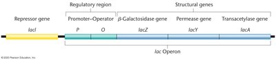 Diagram of the lac operon showing regulatory and structural genes
