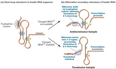 Stem-loop structures in trp leader RNA and attenuation