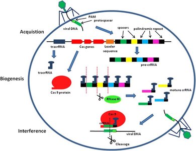 Streptococcus thermophilus CRISPR locus with spacers