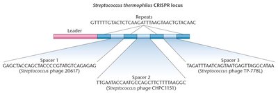Experimental evidence for CRISPR-mediated phage resistance