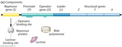 lac operon components and regulatory interactions