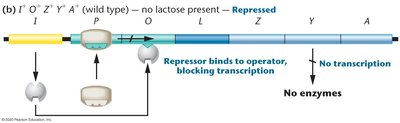 lac operon repressed state: repressor bound, no transcription