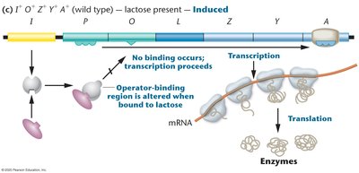 lac operon induced state: lactose present, transcription occurs