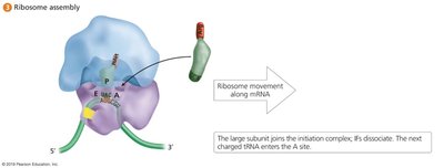 Ribosome assembly in bacteria