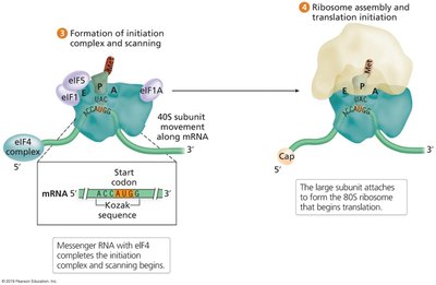Eukaryotic translation initiation steps 3 and 4