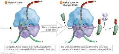 Bacterial translation elongation steps 5-6