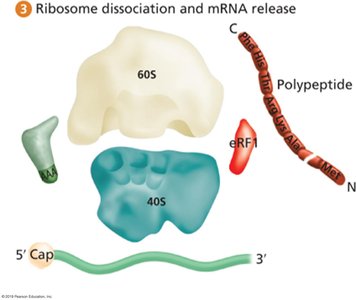 Ribosome dissociation and mRNA release