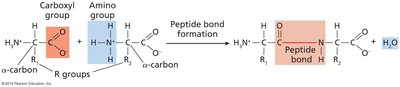 Amino acids and peptide bond formation