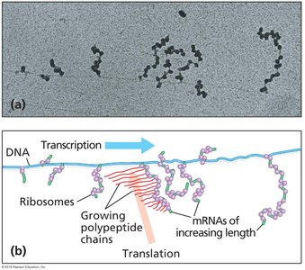 Polyribosomes in bacteria