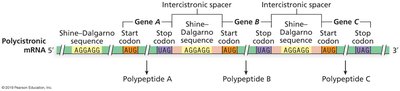 Polycistronic mRNA structure