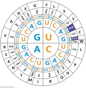 Genetic code circular chart