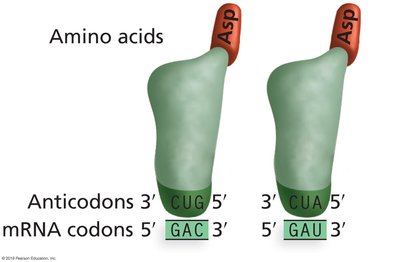 Complementary base pairing of codons and anticodons