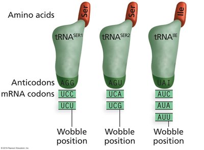 Wobble position in tRNA