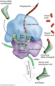 Translation overview: ribosome, mRNA, tRNA