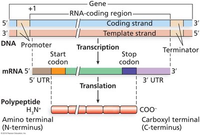 Alignment of DNA, mRNA, and polypeptide