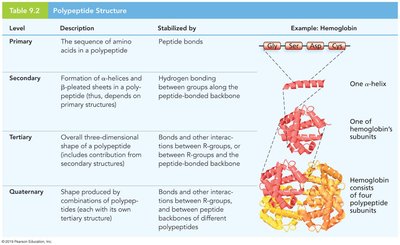Polypeptide structure levels