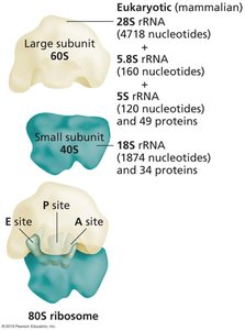 Eukaryotic ribosome structure