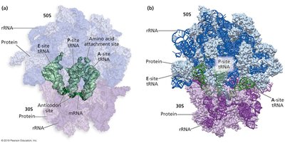 Ribosome structure and tRNA-binding sites