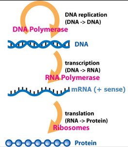 Central dogma: DNA to RNA to protein