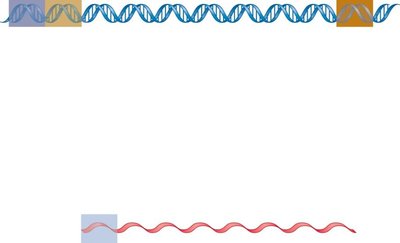 Bacterial gene structure: promoter, coding region, terminator