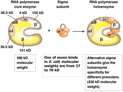 Bacterial RNA polymerase core enzyme and holoenzyme