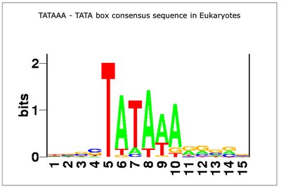 TATA box consensus sequence in eukaryotes