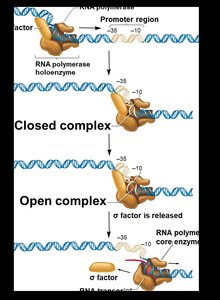 RNA polymerase binding and initiation complexes