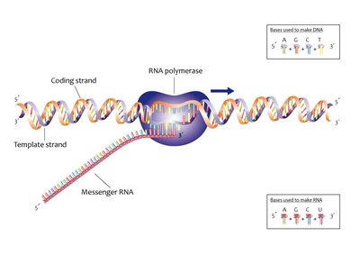 Transcription: RNA polymerase synthesizing mRNA from DNA template