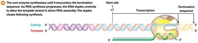 Rho-independent termination mechanism
