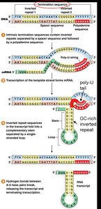 Rho-dependent termination mechanism