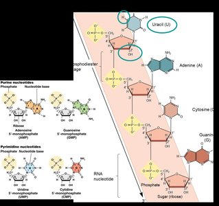 RNA nucleotide structure and base pairing