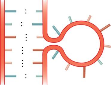 Internal loop structure