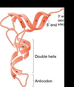 tRNA ribbon model