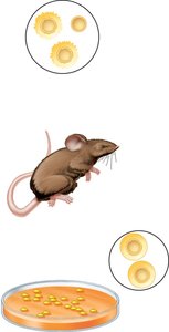 Griffith's experiment: mouse and bacterial colonies