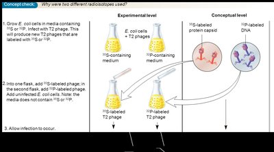 Hershey and Chase experiment results