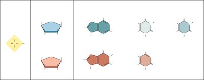 Nucleotide structure: phosphate, sugar, base