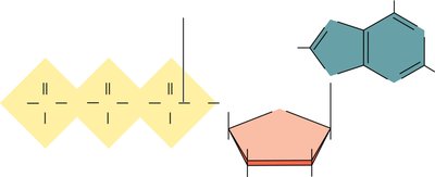 Adenosine and its phosphate derivatives