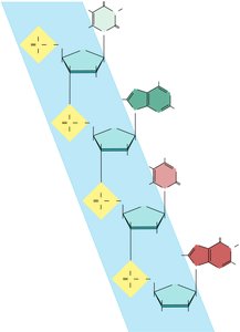 Phosphodiester linkage in DNA strand