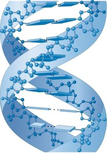 Major and minor grooves in DNA