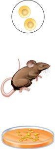 Griffith's experiment: mouse and bacterial colonies