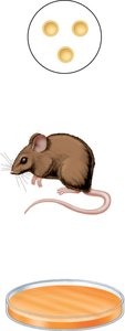 Griffith's experiment: mouse and bacterial colonies