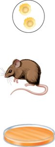 Griffith's experiment: mouse and bacterial colonies