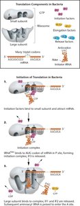 Initiation of translation in bacteria