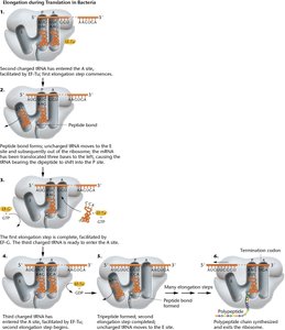 Elongation of the growing polypeptide chain during translation in bacteria