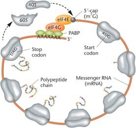 Eukaryotic closed-loop translation