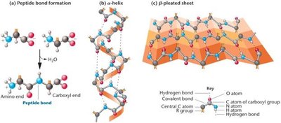 Peptide bond formation, alpha helix, and beta-pleated sheet