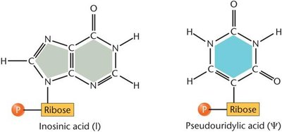 Unusual nitrogenous bases in tRNA